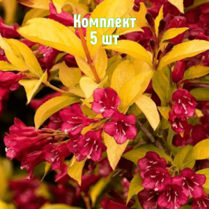 Саженцы вейгелы цветущей Брайн Рубидор - комплект 5 шт.