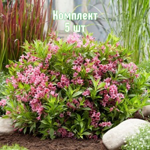 Саженцы вейгелы цветущей Пикобелла Роза - комплект 5 шт.