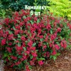 Саженцы вейгелы цветущей Ред Принц - комплект 5 шт.