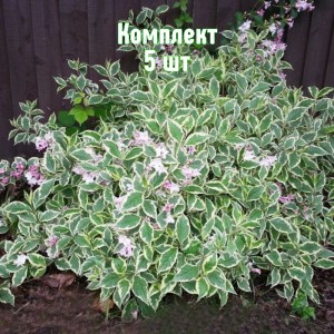 Саженцы вейгелы цветущей Вариегата - комплект 5 шт.