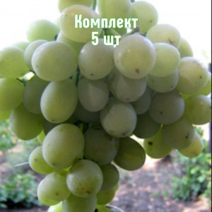 Саженцы винограда Агадаи - комплект 5 шт.