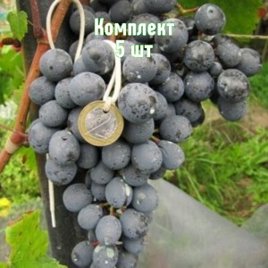 Саженцы винограда Агат Донской - комплект 5 шт.