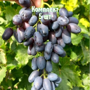 Саженцы винограда Академик Авидзба - комплект 5 шт.