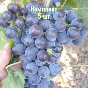 Саженцы винограда Алеатико - комплект 5 шт.