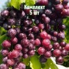 Саженцы винограда Александр - комплект 5 шт.