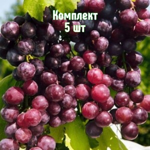 Саженцы винограда Александр - комплект 5 шт.