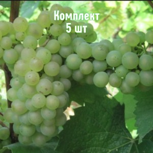 Саженцы винограда Алиготе - комплект 5 шт.