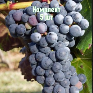 Саженцы винограда Аликант Буше - комплект 5 шт.