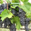 Саженцы винограда Альминский - комплект 5 шт.