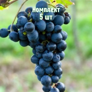 Саженцы винограда Амур - комплект 5 шт.