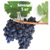 Саженцы винограда Антей Магарачского - комплект 5 шт.