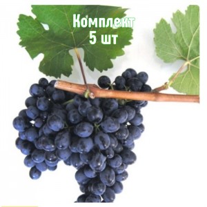 Саженцы винограда Антей Магарачского - комплект 5 шт.