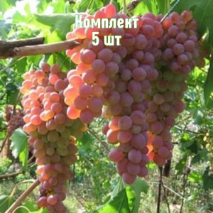 Саженцы винограда Ассоль - комплект 5 шт.