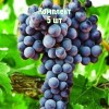 Саженцы винограда Августа - комплект 5 шт.