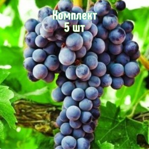 Саженцы винограда Августа - комплект 5 шт.