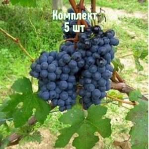 Саженцы винограда Барбера - комплект 5 шт.