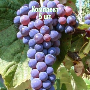 Саженцы винограда Башкирского - комплект 5 шт.