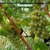 Саженцы винограда Бианка - комплект 5 шт.