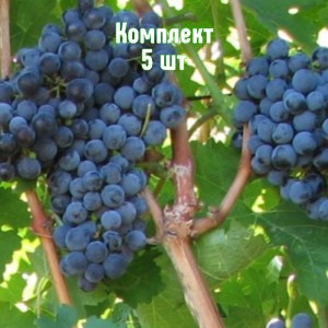 Саженцы винограда Бордо - комплект 5 шт.