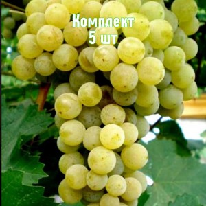 Саженцы винограда Буковинка - комплект 5 шт.