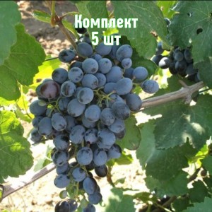 Саженцы винограда Данко - комплект 5 шт.