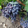 Саженцы винограда Декабрьского - комплект 5 шт.