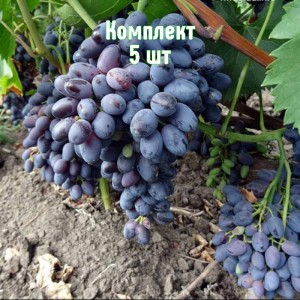 Саженцы винограда Декабрьского - комплект 5 шт.