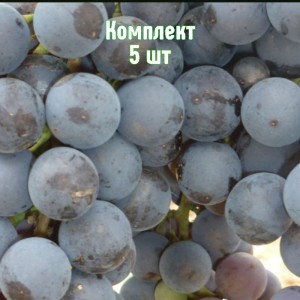 Саженцы винограда Джеват Кара - комплект 5 шт.