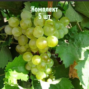 Саженцы винограда Галан - комплект 5 шт.