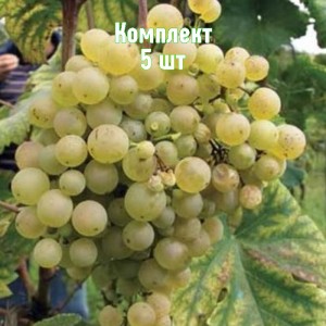 Саженцы винограда Глера - комплект 5 шт.