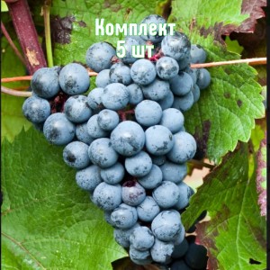 Саженцы винограда Голубок - комплект 5 шт.
