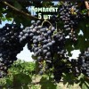 Саженцы винограда Гранатовый - комплект 5 шт.