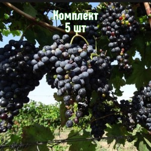 Саженцы винограда Гранатовый - комплект 5 шт.