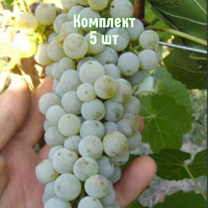 Саженцы винограда Грушевский белый - комплект 5 шт.