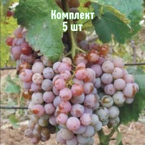 Саженцы винограда Гюляби дагестанского - комплект 5 шт.