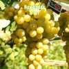 Саженцы винограда Италия - комплект 5 шт.