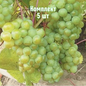 Саженцы винограда Изумруд - комплект 5 шт.