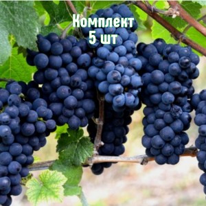 Саженцы винограда Каладок - комплект 5 шт.