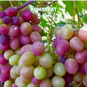 Саженцы винограда Карамол - комплект 5 шт.