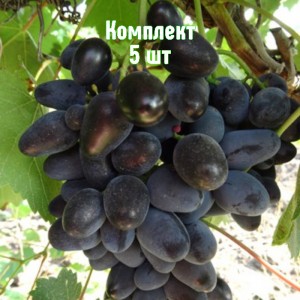 Саженцы винограда Кармен - комплект 5 шт.