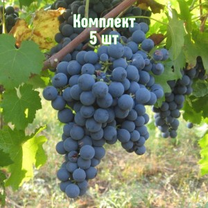 Саженцы винограда Карменер - комплект 5 шт.