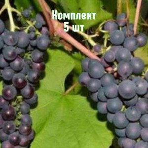 Саженцы винограда Варюшкин - комплект 5 шт.