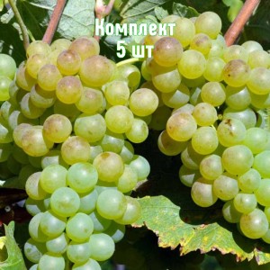 Саженцы винограда Верментино - комплект 5 шт.