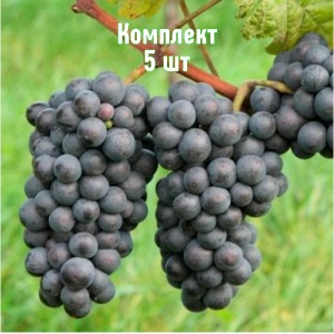 Саженцы винограда Зеленолугский рубин - комплект 5 шт.