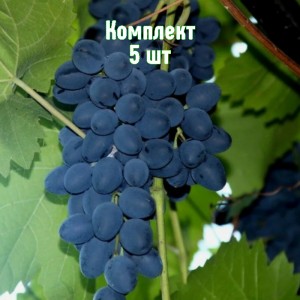 Саженцы винограда Зинта - комплект 5 шт.