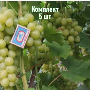 Саженцы винограда Золотинка - комплект 5 шт.