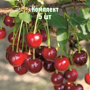 Саженцы вишни Алекса - комплект 5 шт.