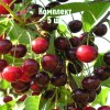 Саженцы вишни Банкетной - комплект 5 шт.