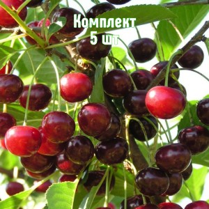 Саженцы вишни Банкетной - комплект 5 шт.