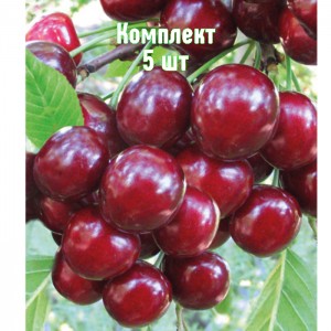 Саженцы вишни Игрицкой - комплект 5 шт.